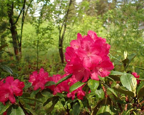 P6023466 HelliAme-12_1024px Rhododendron HelliAme-12 ('Hellikki' x 'America') - June 2, 2024