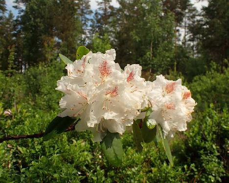 P6023468_CharmPMA-07_Hach_Charmant_x_PMA_1024px Rhododendron CharmPMA-07 ('Hachmann's Charmant' x 'P.M.A. Tigerstedt') - June 2, 2024