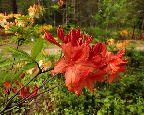 P6023476_molle_ssp_japonicum_x_Koster's_Brilliant_Red_Olli_Wuokko_1024px Rhododendron molle ssp. japonicum x 'Kosters's Brillant Red', crossed by Olli Wuokko - June 2, 2024