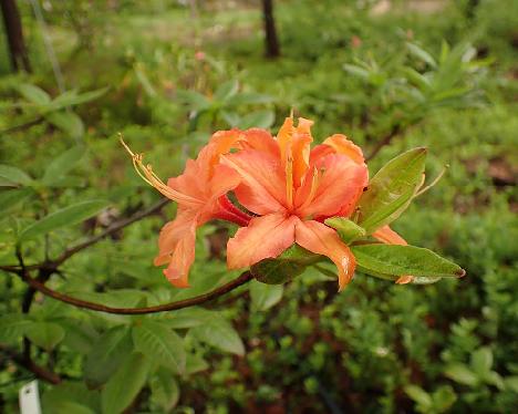 P6023478 Mandarin Lights x Aprikot 02_1024px Rhododendron 'Mandarin Lights' x 'Aprikot', nro 02 - June 2, 2024