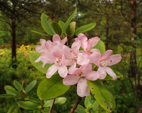 P6023482_MikkCamp-01_Mikkeli_x_campanulatum_1024px Rhododendron MikkCamp-01 ('Mikkeli' x campanulatum ) - June 2, 2024