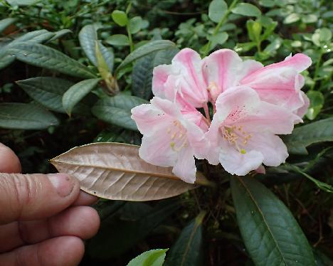 P6043494 insigne 2007-1194 Rhododendron insigne , 2007-1194 - June 4, 2024