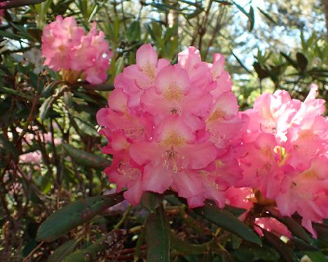 P6043508_MikkKal-01 Rhododendron MikkKal-01 ('Mikkeli' x 'Kalinka') - June 4, 2024