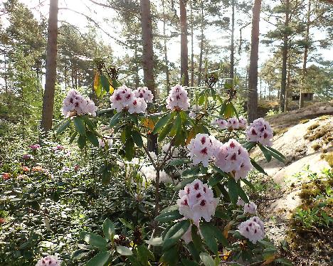 P6053510 Calsap Rhododendron 'Calsap' - June 5, 2024