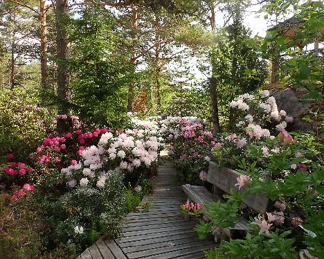 P6053511 Rhodogarden Rhodogarden, Rhododendron hybrids - June 5, 2024