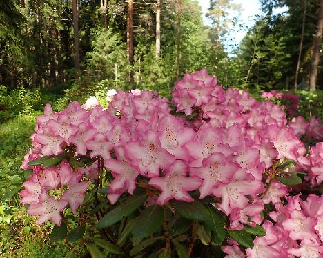 P6053513 Eija Rhododendron 'Eija' - June 5, 2024