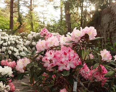 P6073520 Hachmann's Charmant and Brigitte_1024px Rhododendron 'Hachmann's Charmant' and 'Brigitte' - June 7, 2024