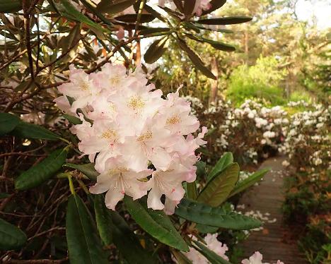 P6073523 Mikkeli_1024px Rhododendron 'Mikkeli' - June 7, 2024