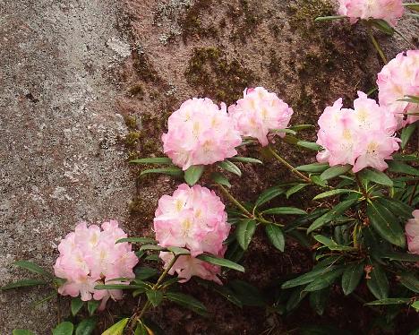 P6073524 Brigitte_1024px Rhododendron 'Brigitte' - June 7, 2024