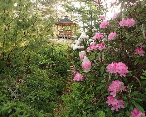 P6073529 smirnowii and Pinus Pumila, garden gazebo_1024px Rhododendron smirnowii - June 7, 2024