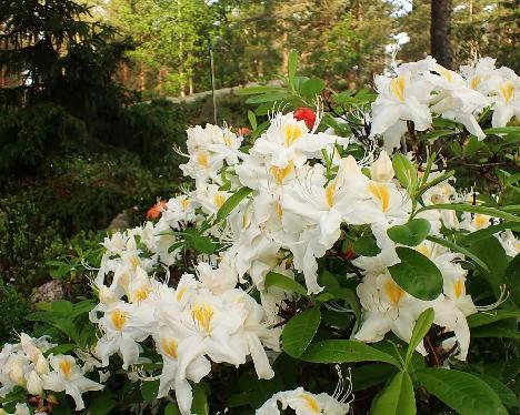 P6073535 Schneegold_1024px Rhododendron 'Schneegold' - June 7, 2024