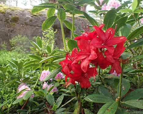 P6073538 Nabucco_1024px Rhododendron 'Nabucco' - June 7, 2024