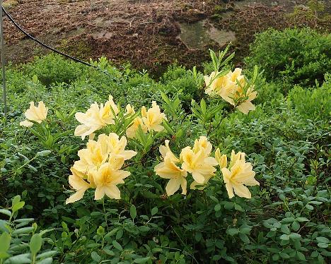 P6073546_molle_ssp_molle_2015_06_24_1024px Rhododendron molle ssp. molle - June 7, 2024