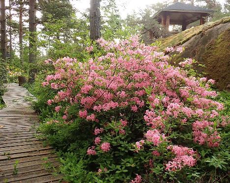 P6073547 prinophyllum_1024px Rhododendron prinophyllum - June 7, 2024