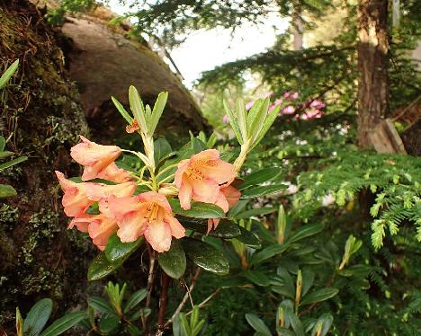 P6073552 Bohmen_1024px Rhododendron 'Böhmen' - June 7, 2024