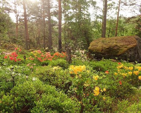 P6073556 azaleas on slope garden_1024px Rhodogarden, azaleas in the slope garden - June 7, 2024