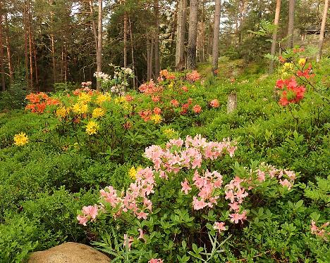 P6073557 azaleas on slope garden, Mazais Jefins_1024px Rhodogarden, azaleas in the slope garden, 'Mazais Jefiņš' - June 7, 2024