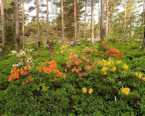 P6073559 azaleas on slope garden, Gold Dust and luteum_1024px Rhodogarden, azaleas in the slope garden - June 7, 2024