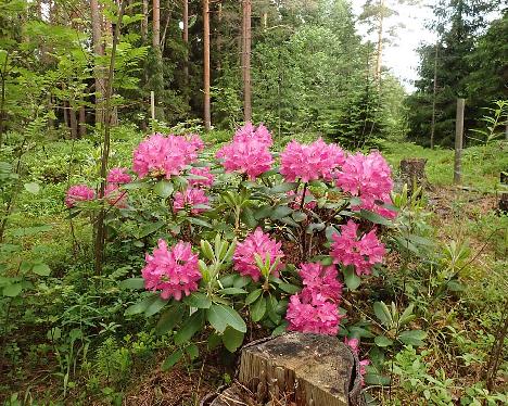 P6073566 Kristian's Pink_1024px Rhododendron 'Kristian's Pink' - June 7, 2024