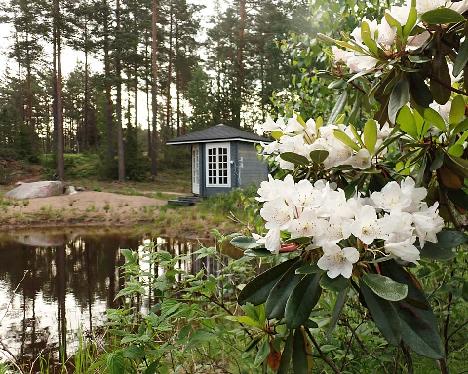 P6073569_HeluDeco-01_Helsinki_University_x_decorum, on the shore of the pond_1024px Rhododendron HeluDeco-01 ('Helsinki University' x decorum ) - June 7, 2024