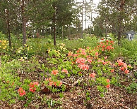 P6073575 new azalea area_1024px New azalea plantings, species and hybrids - June 7, 2024