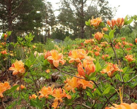 P6073576_calendulaceum_Don_Hyatt_Jane_Bald_nro_01_1024px Rhododendron calendulaceum , Jane Bald, nro 01 - June 7, 2024