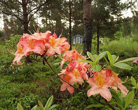 P6073580_SchneeApri-05_Schneegold_x_Aprikot_2005-0615_1024px Rhododendron SchneeApri-05 ('Schneegold' x 'Aprikot'), 2005-0615 - June 7, 2024