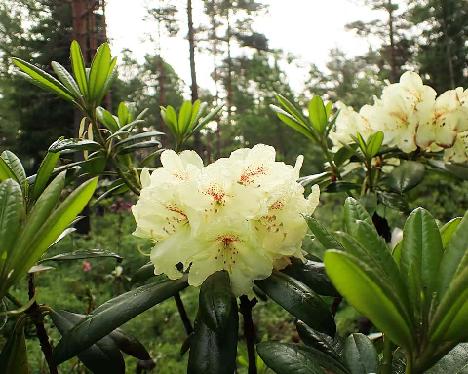 P6073585 Kuunkelta_1024px Rhododendron 'Kuunkelta' - June 7, 2024