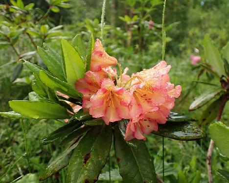 P6073587 Loisto_1024px Rhododendron 'Loisto' - June 7, 2024