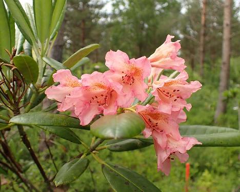 P6103611_HaagBohm-05_Haaga_x_Bohmen_1024px Rhododendron HaagBöhm-03 ('Haaga' x 'Böhmen') - June 10, 2024