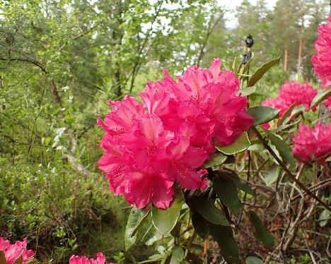 P6103614_HelliAme-01_Hellikki_x_America_1024px Rhododendron HelliAme-01 ('Hellikki' x 'America') - June 10, 2024