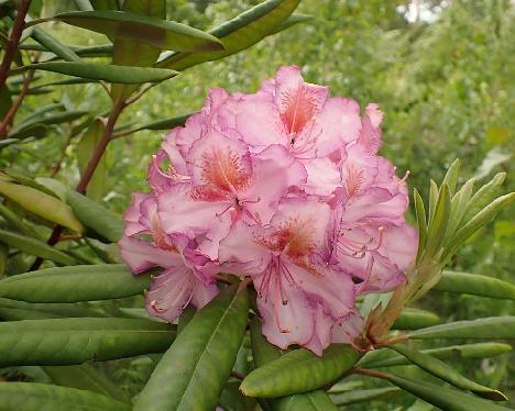 P6103618_Mikkeli_x_BlueBell_MikkBlueB-05_1024px Rhododendron MikkBlueB-05 ('Mikkeli' x 'Blue Bell') - June 10, 2024