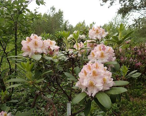 P6103633_Matterhorn_1024px Rhododendron 'Matterhorn' - June 10, 2024