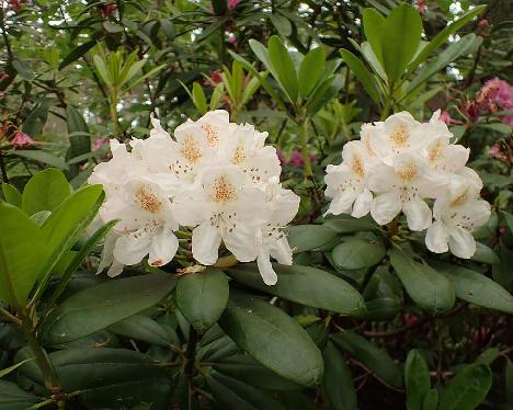 P6103635_Pernilla_1024px Rhododendron 'Pernilla' - June 10, 2024