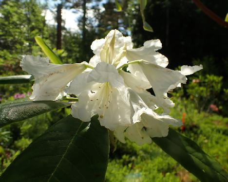 P6113643_BVTAuric-04_brachycarpum_ssp_tigerstedtii_x_auriculatum_JS_2007-1306 Rhododendron BVTAuric-04 ( brachycarpum ssp. tigerstedtii x auriculatum ), 2007-1306, crossed by Jaakko Saarinen - June 11, 2024