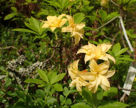 P6113646_Yellow_Pom_Pom Rhododendron 'Yellow Pom Pom' - June 11, 2024