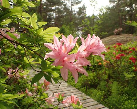 P6113648_Irene_Koster Rhododendron 'Irene Koster' - June 11, 2024