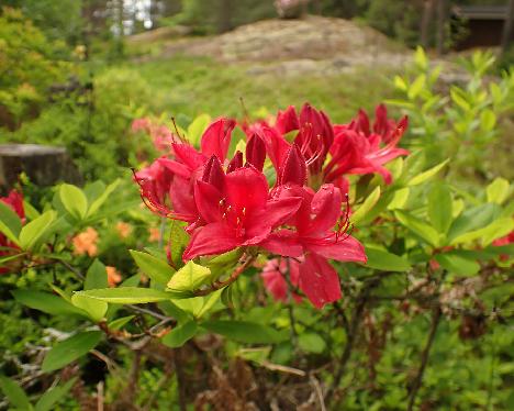 P6113651_Karminduft Rhododendron 'Karminduft' - June 11, 2024