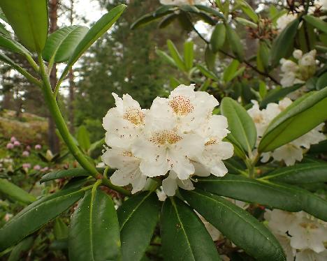 P6113657_brachycarpum_ssp_tigerstedtii Rhododendron brachycarpum ssp. tigerstedtii , 2001-0026 - June 11, 2024