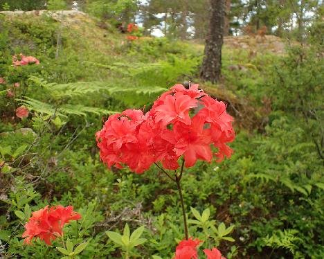 P6113659_Feuerkopfchen Rhododendron 'Feuerköpchen' - June 11, 2024