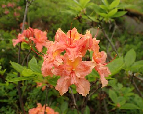 P6113661_Ance Rhododendron 'Ance' - June 11, 2024