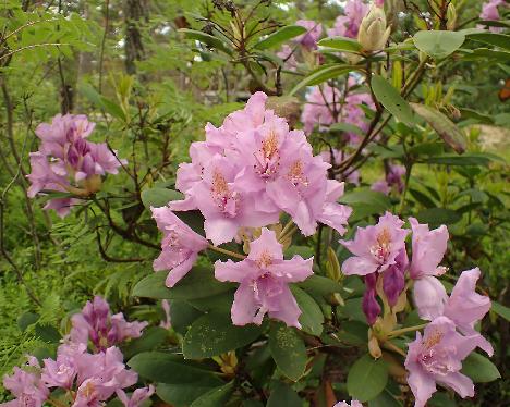 P6113665_Fastuosum_Flore_Pleno Rhododendron 'Fastuosum Flore Pleno' - June 11, 2024