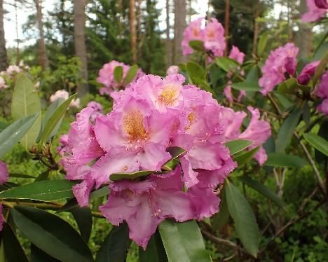 P6113670_Imants Rhododendron 'Imants' - June 11, 2024