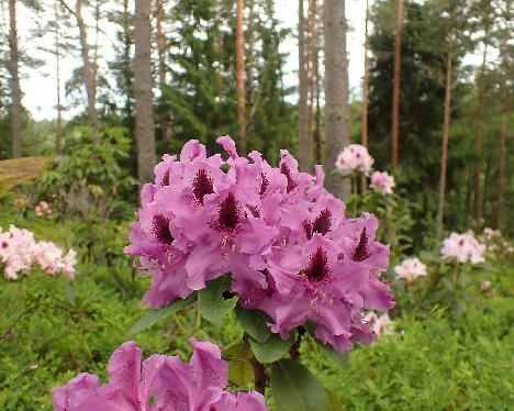 P6113672_Peter_Alan Rhododendron 'Peter Alan' - June 11, 2024