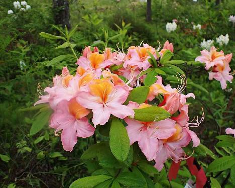 P6153680_Kristian's_Candy_1024px Rhododendron 'Kristian's Candy' - June 15, 2024