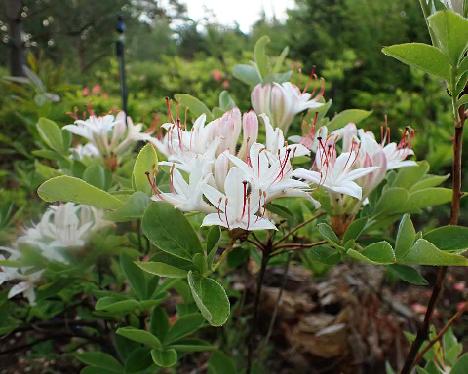 P6153681_arborescens_Wayah_Bald_1024px Rhododendron arborescens , Wayah Bald - June 15, 2024