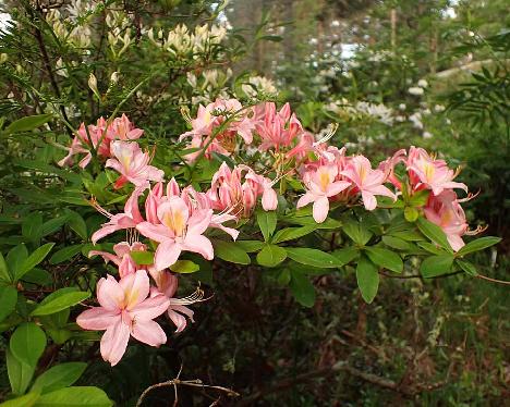 P6153701_Juniduft_1024px Rhododendron 'Junifuft' - June 15, 2024