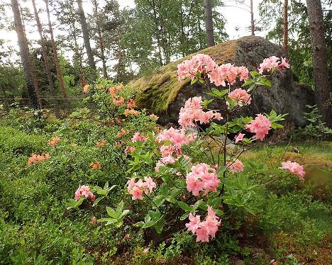 P6153722_Dita_Krenberga_1024px Rhododendron 'Dita Krenberga' - June 15, 2024