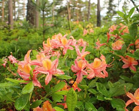 P6153724_Coccinea_Speciosa_1024px Rhododendron 'Coccinea Speciosa' - June 15, 2024