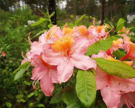 P6163733_Kristian's_Candy_1024px Rhododendron 'Kristian's Candy' - June 16, 2024